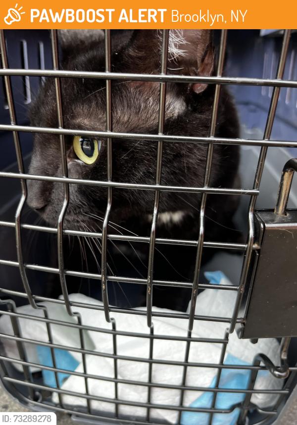 Found/Stray Male Cat last seen Park Slope, Brooklyn, NY 11215