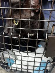 Found/Stray Male Cat last seen Park Slope, Brooklyn, NY 11215