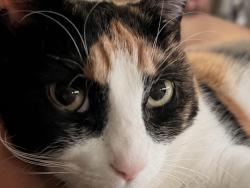 Lost Female Cat last seen Near george st kissimmee fl 34741, Kissimmee, FL 34741