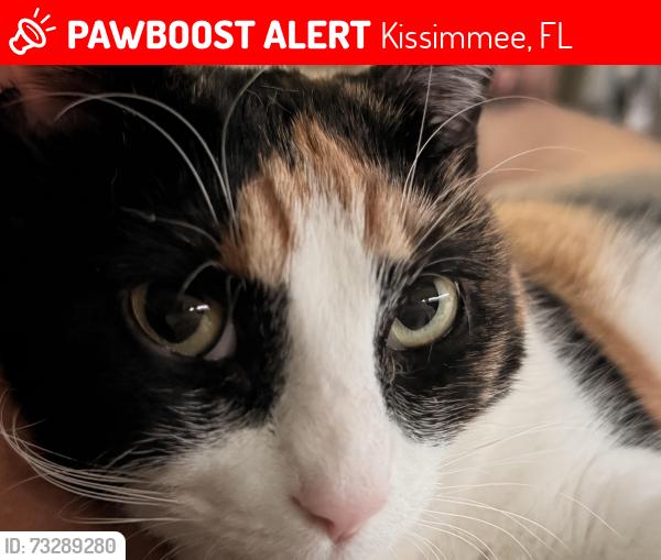 Lost Female Cat last seen Near george st kissimmee fl 34741, Kissimmee, FL 34741