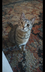 Lost Female Cat last seen Near munden dr Denton tx, Denton, TX 76207