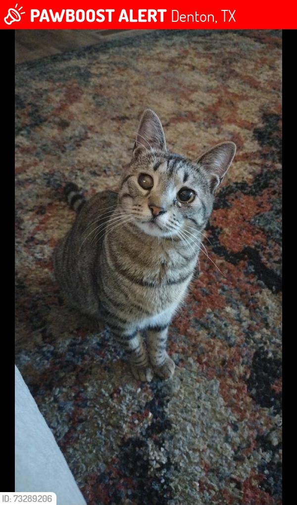 Lost Female Cat last seen Near munden dr Denton tx, Denton, TX 76207