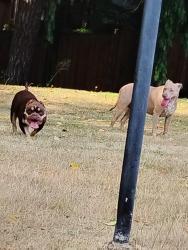 Reunited Unknown Dog last seen By the car rental enterprise, Lacey, WA 98503