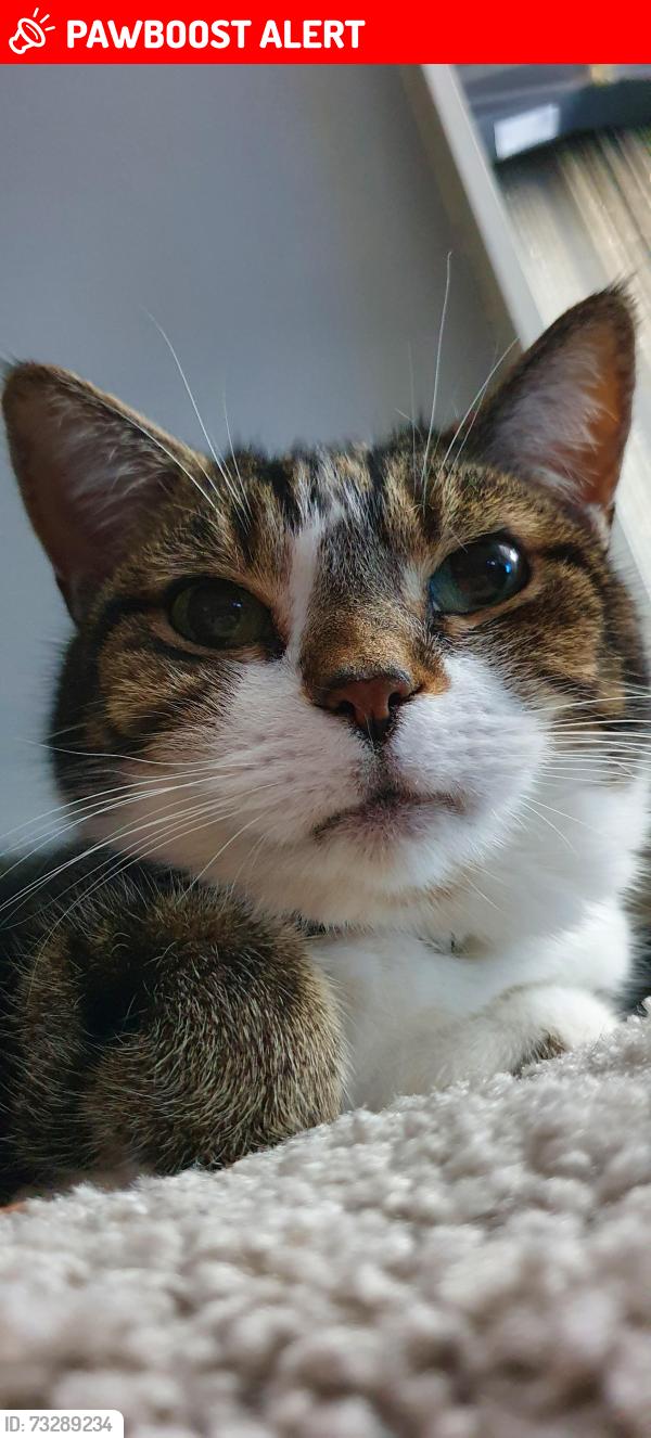 Lost Female Cat last seen Clavering rd,Arran Drive,sunderland way,empress ave, Aldersbrook, England E12 5HR