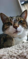 Lost Female Cat last seen Clavering rd,Arran Drive,sunderland way,empress ave, Aldersbrook, England E12 5HR