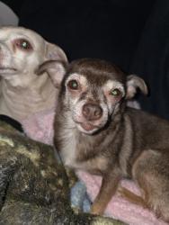 Reunited Female Dog last seen Avanti st sw Abq,Nm, Albuquerque, NM 87121