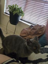 Lost Female Cat last seen Near 9 mile road and palafox, Pensacola, FL 32534