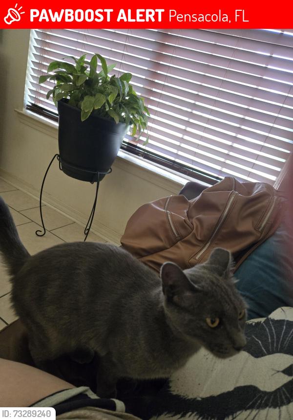 Lost Female Cat last seen Near 9 mile road and palafox, Pensacola, FL 32534
