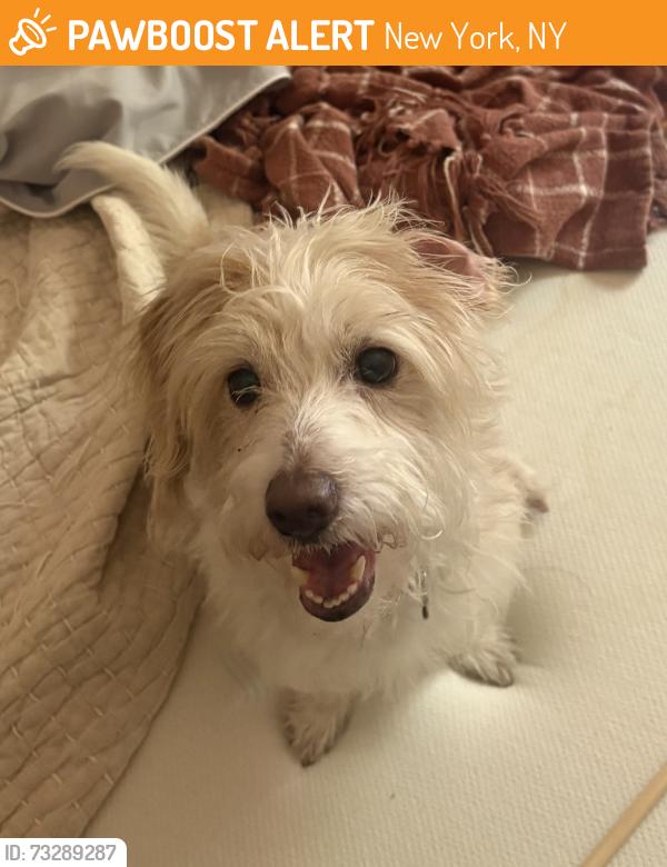 Found/Stray Male Dog last seen Found in 14th st and 7th ave subway station, New York, NY 10011