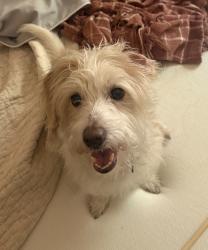 Found/Stray Male Dog last seen Found in 14th st and 7th ave subway station, New York, NY 10011