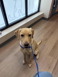 Found/Stray Female Dog last seen 50th Ave and Roosevelt Ave NE, Seattle, WA 98105