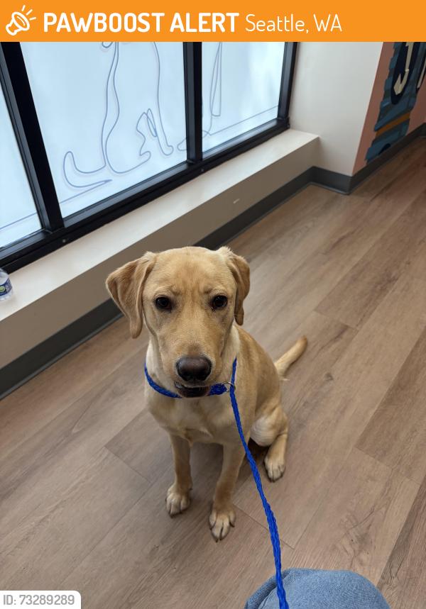 Found/Stray Female Dog last seen 50th Ave and Roosevelt Ave NE, Seattle, WA 98105