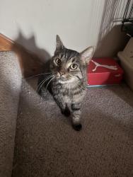 Lost Male Cat last seen Hithergreen, Lansing, KS 66043