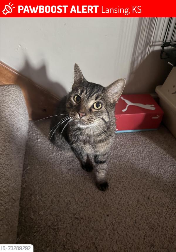 Lost Male Cat last seen Hithergreen, Lansing, KS 66043