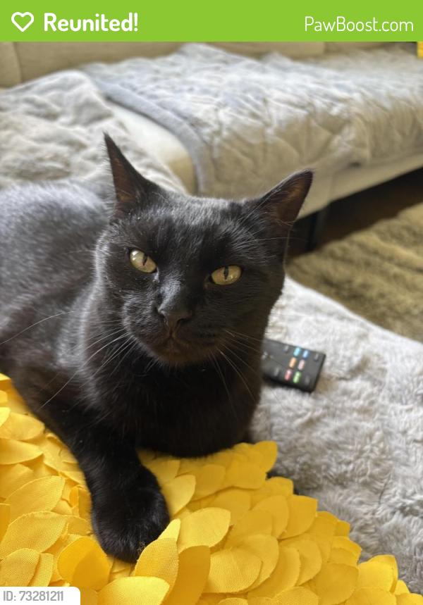Reunited Male Cat last seen Randolph Street and Wisconsin Ave in Oak Park, near YMCA, Oak Park, IL 60302