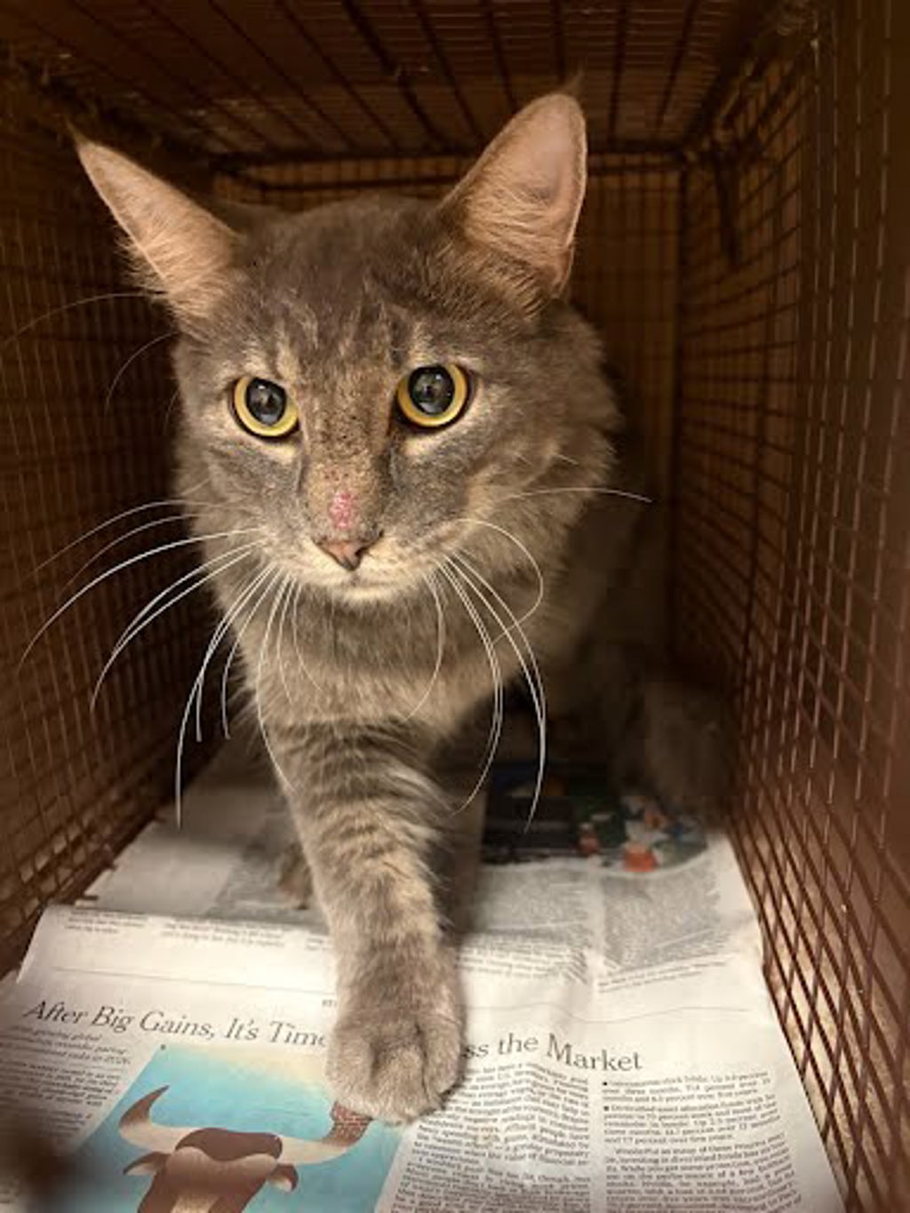 Shelter Stray Unknown Cat last seen Schmidt Loop, MANOR, TX, 78653, 7201 Levander Loop bldg a, Austin, TX 78702, USA
