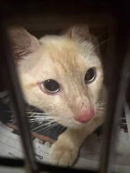 Shelter Stray Unknown Cat last seen Near S Pleasant Valley, AUSTIN, TX, 78741, 7201 Levander Loop bldg a, Austin, TX 78702, USA