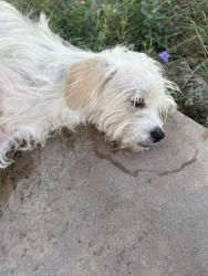 Shelter Stray Male Dog last seen Near McAngus Road, TX, 7201 Levander Loop bldg a, Austin, TX 78702, USA