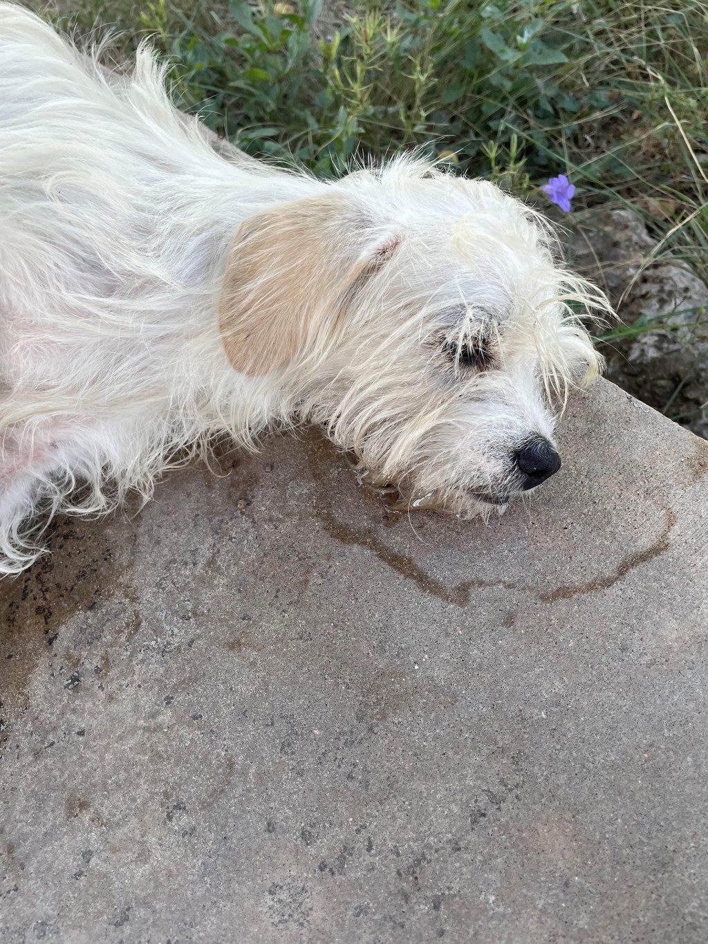 Shelter Stray Male Dog last seen Near McAngus Road, TX, 7201 Levander Loop bldg a, Austin, TX 78702, USA