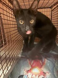 Shelter Stray Unknown Cat last seen Near Summerwood Drive, AUSTIN, TX, 78759, 7201 Levander Loop bldg a, Austin, TX 78702, USA
