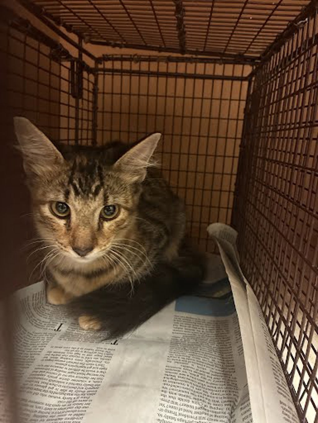 Shelter Stray Unknown Cat last seen Near Summerwood Drive, AUSTIN, TX, 78759, 7201 Levander Loop bldg a, Austin, TX 78702, USA