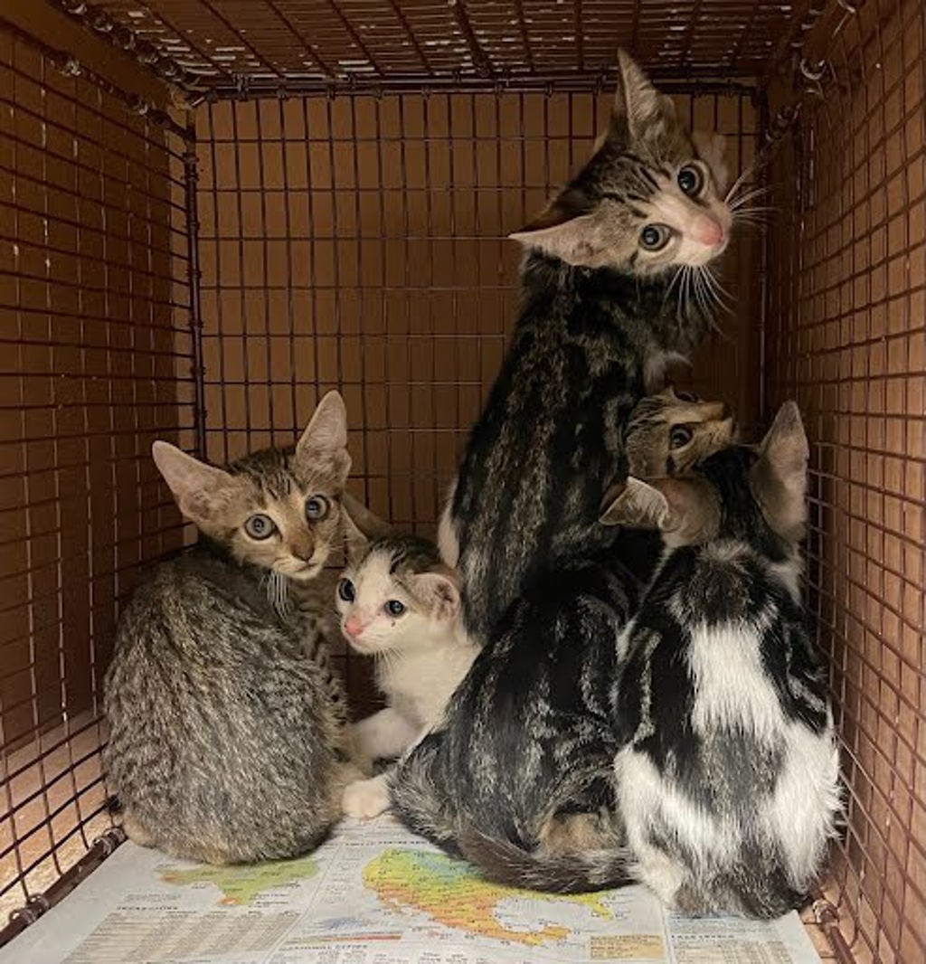 Shelter Stray Unknown Cat last seen Near Anarosa Loop, AUSTIN, TX, 78727, 7201 Levander Loop bldg a, Austin, TX 78702, USA