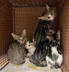 Shelter Stray Unknown Cat last seen Near Anarosa Loop, AUSTIN, TX, 78727, 7201 Levander Loop bldg a, Austin, TX 78702, USA