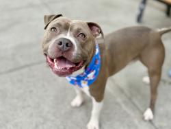 Shelter Stray Male Dog last seen Apt 1B,731 E 214th Street, BRONX, NY, 10467, 326 E 110th St, New York, NY 10029, USA