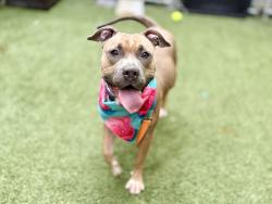 Shelter Stray Female Dog last seen Near E 110th Street, NEW YORK, NY, 10029, 326 E 110th St, New York, NY 10029, USA