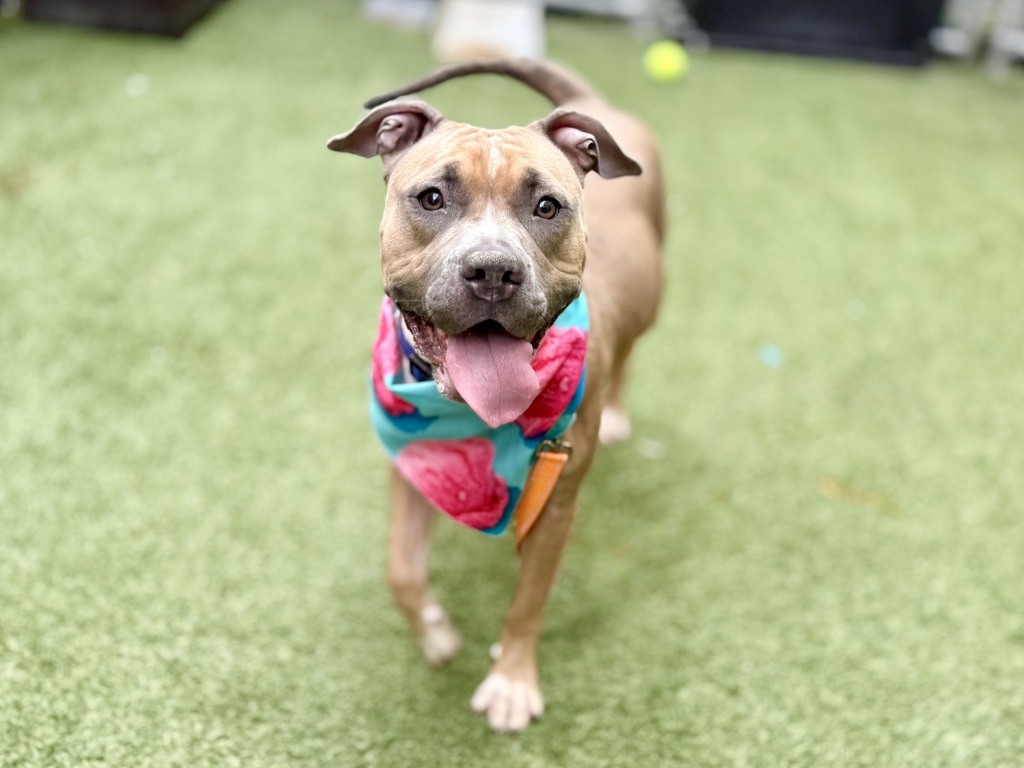 Shelter Stray Female Dog last seen Near E 110th Street, NEW YORK, NY, 10029, 326 E 110th St, New York, NY 10029, USA