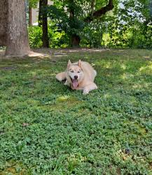 Reunited Female Dog last seen Azalea Hills subdivision, Temple, GA 30179
