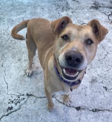 Shelter Stray Male Dog last seen Not Provided., San Diego, CA, 92110, 5500 Gaines St, San Diego, CA 92110, USA