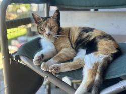 Lost Female Cat last seen Unger Rd and 310th Ave, Washington County, OR 97113