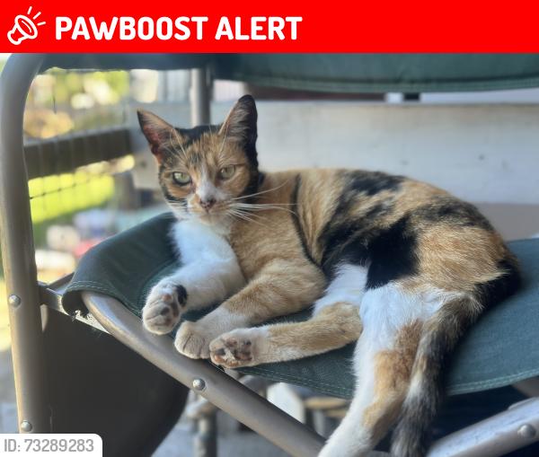Lost Female Cat last seen Unger Rd and 310th Ave, Washington County, OR 97113