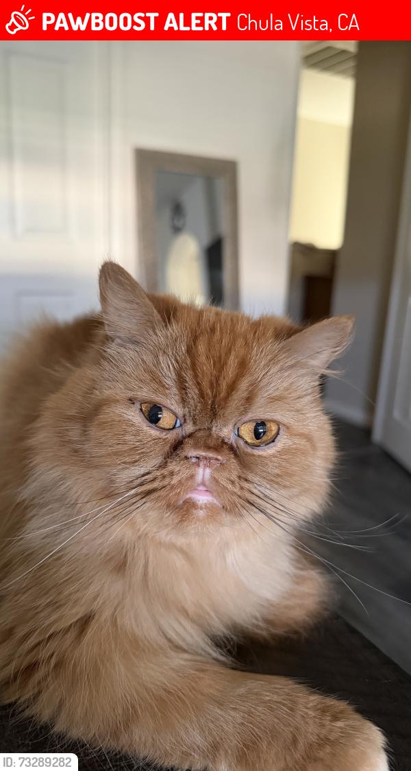 Lost Female Cat last seen Fleishbein st, Chula Vista, CA 91913