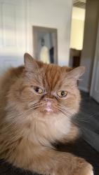 Lost Female Cat last seen Fleishbein st, Chula Vista, CA 91913