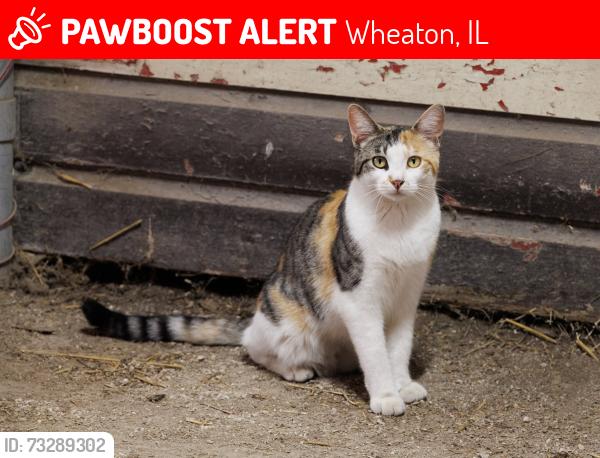 Lost Female Cat last seen Danada Equestrian Center, Wheaton, IL 60189