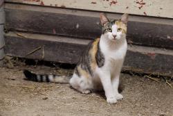 Lost Female Cat last seen Danada Equestrian Center, Wheaton, IL 60189