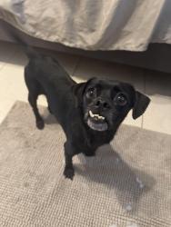 Found/Stray Male Dog last seen Lakeshore dr Tampa fl, Tampa, FL 33604