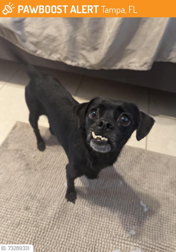 Found/Stray Male Dog last seen Lakeshore dr Tampa fl, Tampa, FL 33604