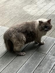 Found/Stray Unknown Cat last seen Twin Lakes Road Elk River, Elk River, MN 55330