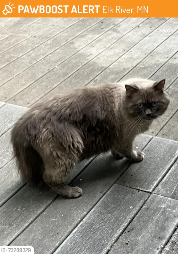 Found/Stray Unknown Cat last seen Twin Lakes Road Elk River, Elk River, MN 55330