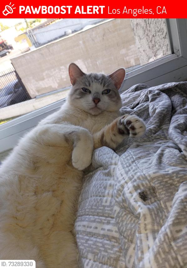 Lost Male Cat last seen Laurel Cyn Blvd, Los Angeles, CA 91605