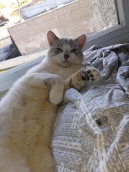 Lost Male Cat last seen Laurel Cyn Blvd, Los Angeles, CA 91605