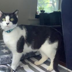 Lost Female Cat last seen Edgerton St near Francis Parker School, Rochester, NY 14607
