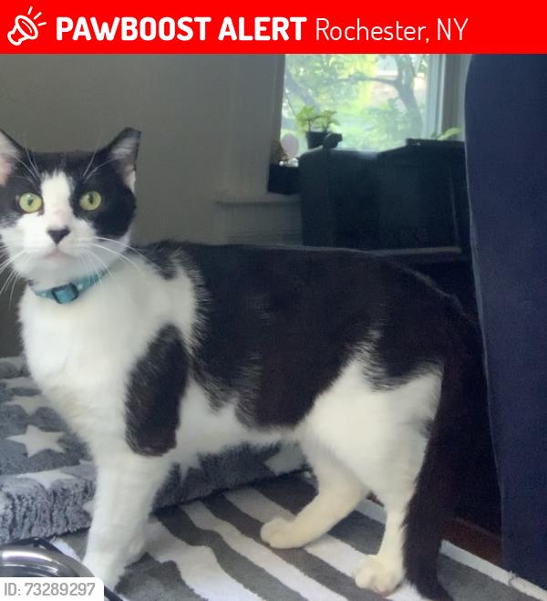 Lost Female Cat last seen Edgerton St near Francis Parker School, Rochester, NY 14607