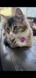 Lost Female Cat last seen Alexandra / Secret Ravine, Roseville, CA 95661