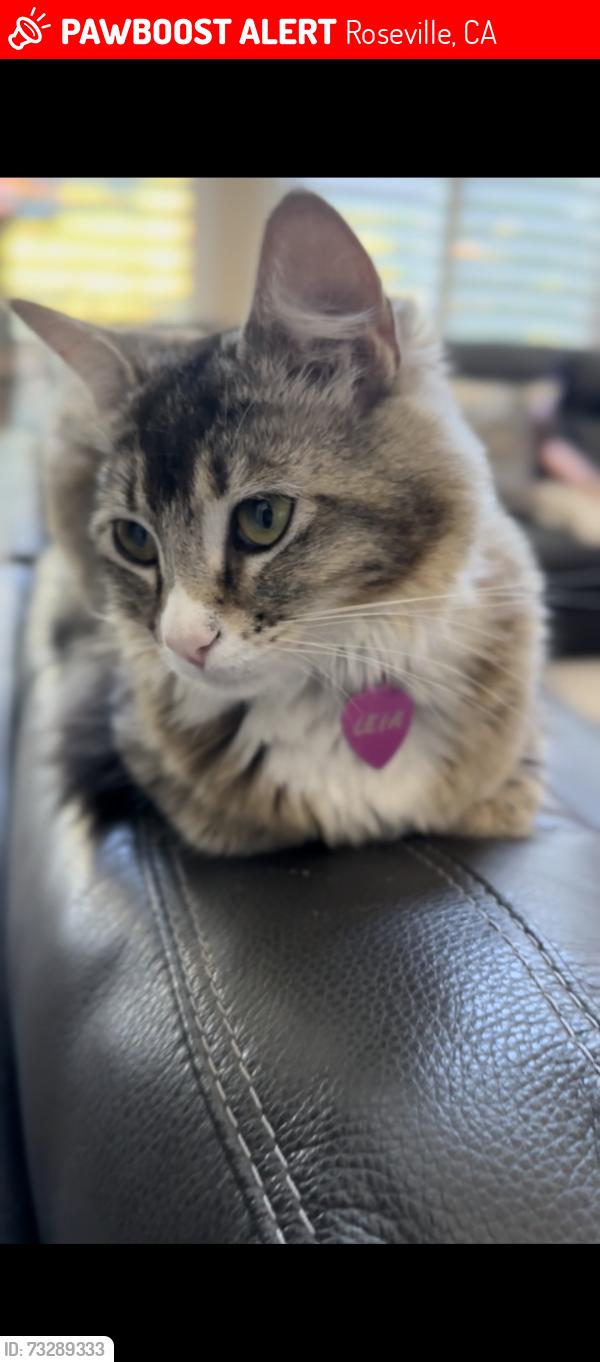 Lost Female Cat last seen Alexandra / Secret Ravine, Roseville, CA 95661