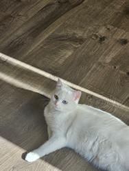 Lost Female Cat last seen 201st Ave East, Bonney Lake, WA 98391