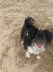 Lost Male Dog last seen Near st, Corona, CA 92882
